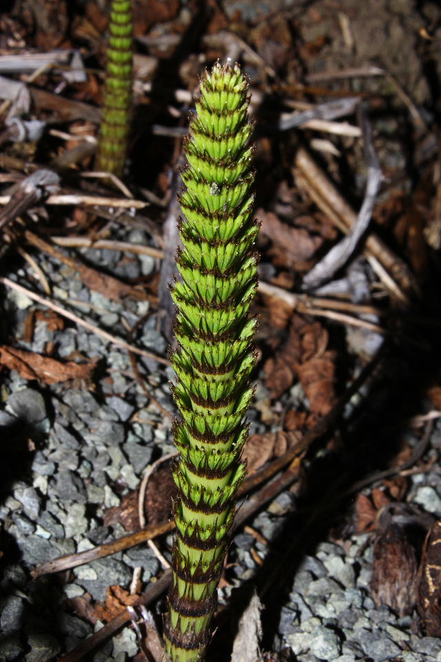 Equisetum telmateja